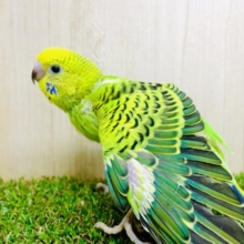 最新画像になりますよ❣️後ろ姿も素敵でしょ？くるっとまわってはいポーズ✌️ オパーリンセキセイインコ