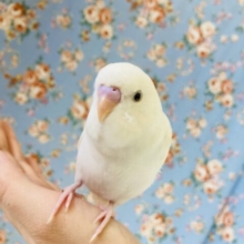 激かわ❤︎おすすめインコちゃん❤︎手乗りセキセイインコ(ダブルファクタースパングル)🪶✨