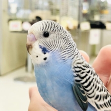 久しぶりにやってきましたよー　セキセイインコ　Ｒ５　７／２６撮影