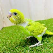 🎵楽しんだもん勝ち🎵幸せのエッセンスに！　セキセイインコ　スパングル