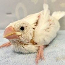 キュートな純白！白文鳥‎🤍2023年 8月生まれ