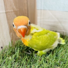 最新画像あります☆真っ赤なクチバシがチャームポイント♪ヤマブキボタンインコのイエロー！