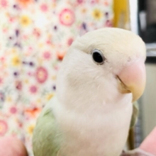 綺麗なアップルグリーン！！　コザクラインコ　アクアターコイズシナモンオパーリン再入舎です！　Ｒ５　７/１７撮影