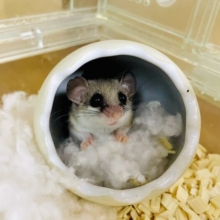 私の理想では全部満遍なく食べつくしていたいの！　アフリカヤマネ　女の子