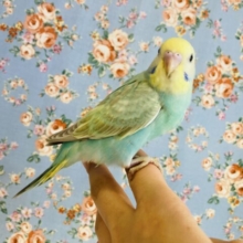 最新画像🌟このグラデーション..たまらない❤︎手乗りセキセイインコ(レインボー)🫧