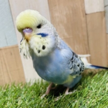 最新画像あります☆大きな頭にぼてっとした姿が愛おしい♡ジャンボセキセイインコ！！！
