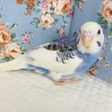 最新画像🌟人気のブルーパイド🫧手乗りセキセイインコ(オパーリンパイド)