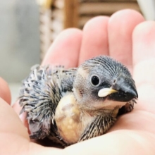 少し早めに帰ってきました！　桜文鳥　Ｒ５　８／３１撮影