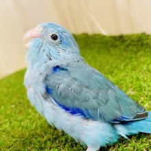 最新画像になりますよ❣️青い空！白い雲！濃いブルー！　マメルリハ　ブルー　男の子