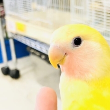 ゴールデンカラーがお引越ししてきました　コザクラインコ　R５　８／１２撮影