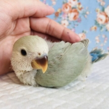 とっても優しいよもぎ色❤︎手乗りコザクラインコ(シナモン)❤︎