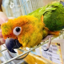 最新画像になりますよ⭐️デリシャス😋わちゃわちゃ楽しく！　コガネメキシコインコ　