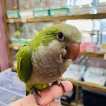 最新画像あります☆ヒナ餌卒業‼️上目遣いが可愛らしい！！オキナインコのグリーン！