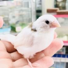 ベタ馴れにトライ！　十姉妹　Ｒ５　８／１撮影