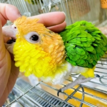 最新画像になりますよ⭐️僕が主役だよ❣️今最高の眩しさでステップアップ♪  シロハラインコ　男の子