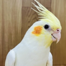 あそび好き♡オカメインコ(ルチノー)