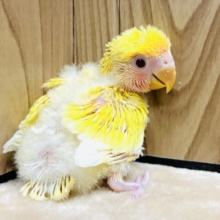 元気いっぱい！ビタミンカラー🍋コザクラインコ(ルチノー) ヒナ