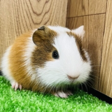 仕草がかわいい♡イングリッシュモルモット(男の子)