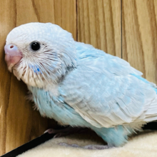 ヨチヨチ歩き‪☆涼しげカラー💙セキセイインコ(スパングル) ヒナ