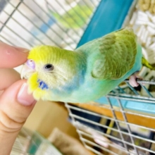 ミント🌿ちゃん！最新画像になりますよ❣️大胆にあいまいみー💚🤍💛　セキセイインコ　パステルカラーレインボー