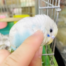 〜新松戸店⭐️キュート揺らめきセキセイ隊⭐️ミステリアスグレー❣️〜最新画像になりますよ❣️ときめいた？ミステリアスな印象でしょ〜？　セキセイインコ　グレーウィング