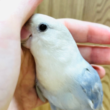 肩の上が特等席‪☆感情表現豊かなコザクラインコ(ブルーバイオレットシナモンオパーリン)
