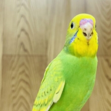 ベビーフェイスの甘えんぼ♡セキセイインコ(スパングル) ヒナ