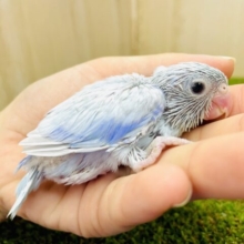 ラムネおまめるりはだよ〜🩵宜しくね🐋　マメルリハ　アメリカンホワイト　男の子