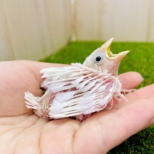 激アツ❤️‍🔥待ってました❣️文鳥さん大好きなみなさま注目です📣　白文鳥