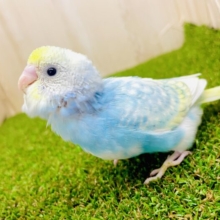 最新画像になりますよ🌟クリームソーダ飲みたいねっっっ🍹　セキセイインコ　パステルレインボーパイド