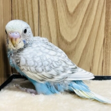 くっきり模様が決まってるぅ！！セキセイインコ(パステルレインボースパングル) ヒナ