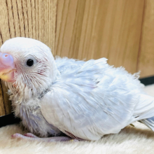 淡カラーの小柄な子🐣セキセイインコ(ライラック) ヒナ