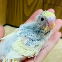 将来のカラーが楽しみ♪セキセイインコ(パステルレインボーパイド) ヒナ