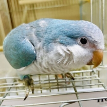 ボテっとまったりしていく？　オキナインコ　ブルー