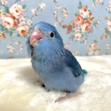 マメルリハ  コバルトバイオレット 🍇💙｡・＋°｡