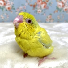 マメルリハ  アメリカンイエローファロー  💛🌿‬🍎