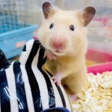 「えっ？」な表情が得意なキンクマさん🐹最新画像になりますよ🌟ぺたーんっと眠い瞼こすりこすり。　キンクマハムスター　女の子