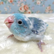 マメルリハ  ヘビーパイドブルー  ‎🤍💙