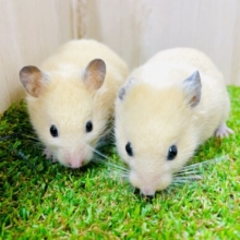 くんくんと🐹🐹一緒に冒険しようね相棒❣️ キンクマハムスター　男の子