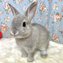ネザーランドドワーフラビット  男の子  グレー🩶🐰.*