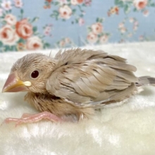 シナモン文鳥  🤎🕊｡・:＋