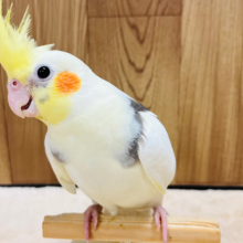 実はなでなで好きです♡オカメインコ(パイド)