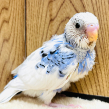 コントラストがキレイな子♡セキセイインコ(パイド) ヒナ