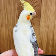 【動画更新🪄】オンリーワンカラー！？個性的な模様です♫オカメインコ(パイド)