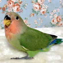 コザクラインコ  ノーマル  🌿‬🍓｡・:＋