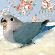 コザクラインコ  ブルー系  💙🌊٭•。