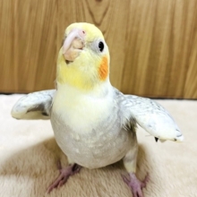 【動画更新🪄】ツンデレだけど仲良くしてくれる？‪☆オカメインコ(パールパイド)