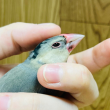たくさん遊びたいけど甘えたい！！桜文鳥🌸