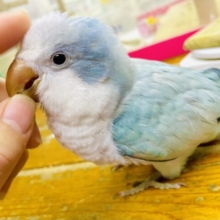 1人餌⭐️最新画像になりますよ⭐️むぎゅっ💓って抱きしめたい❣️ メロメロ止まらないオキナさん！　オキナインコ　ブルーオパーリン