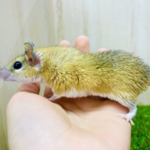 最新画像になりますよ⭐️ぷっくり感がたまらない🐭　カイロトゲマウス　